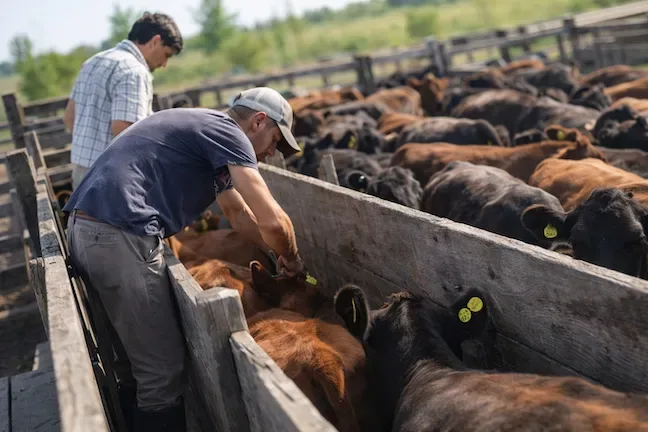 Trabajo seguro con animales