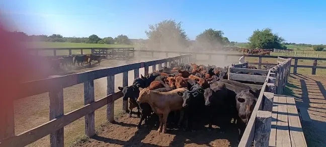 Seguridad en corrales, mangas y toriles
