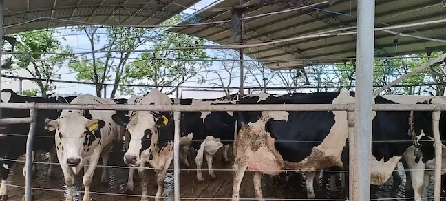 Prevención de zoonosis frecuentes en el trabajo rural