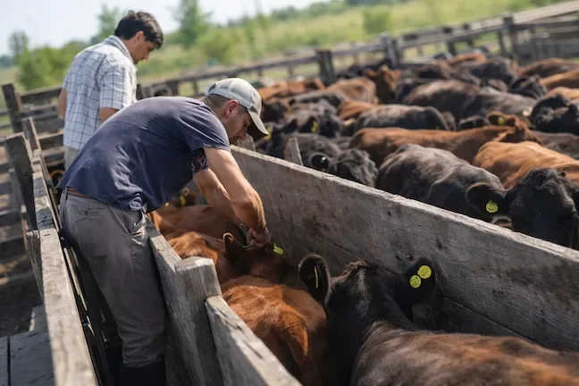 Trabajo Seguro con Animales