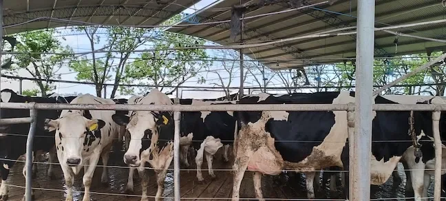 Zoonosis y Salud en el Trabajo Rural